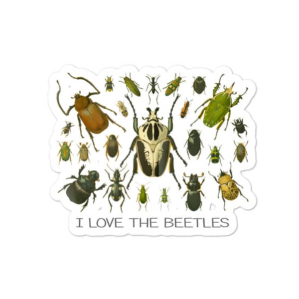 Meet the Beetles